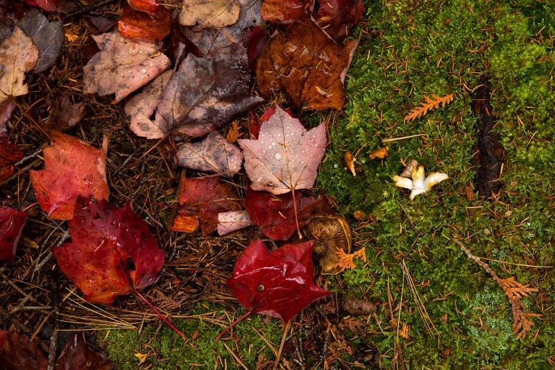 Leaves-moss-Maine-US.jpg-A
