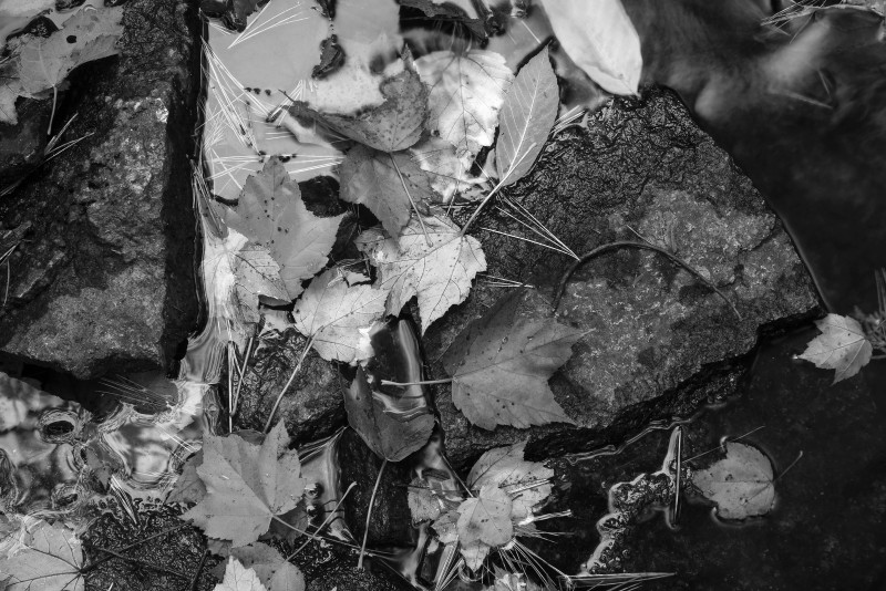 Leaves-Detail-Maine-US.jpg-A