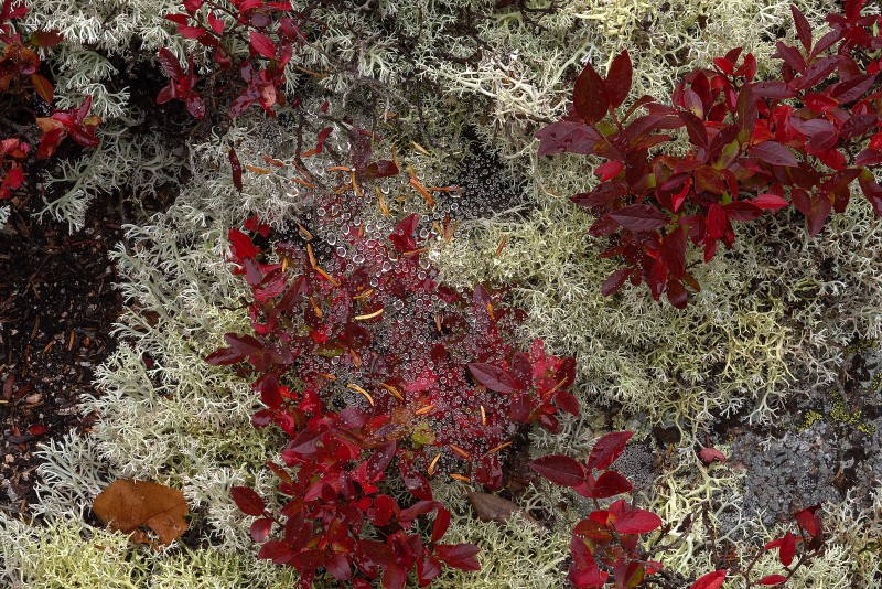 Lichens-Acadia-US.jpg-A
