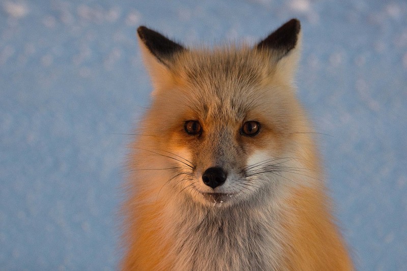 Red-Fox-Wyoming-US.jpg-A