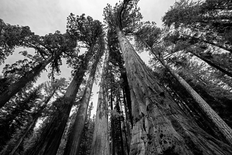 Mariposa-Forest-I-Yosemite.jpg-A