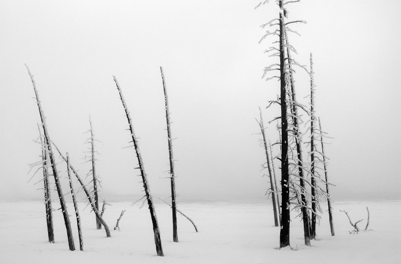 Silence-in-White-A-Yellowstone-US.jpg-A